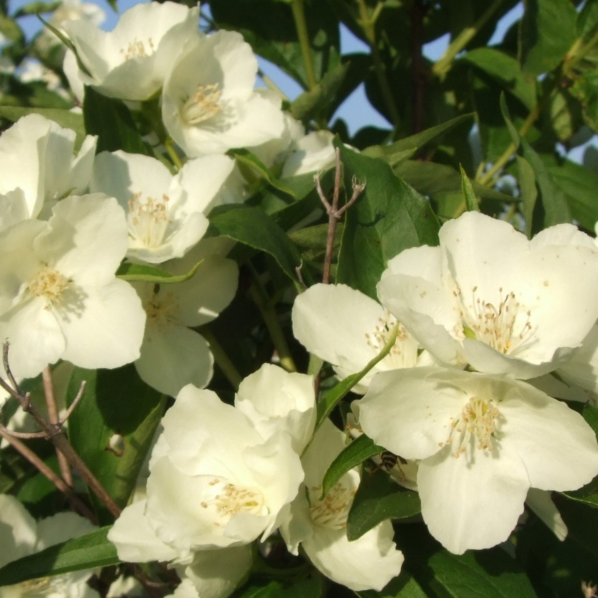 Чубушник Крем Брюле